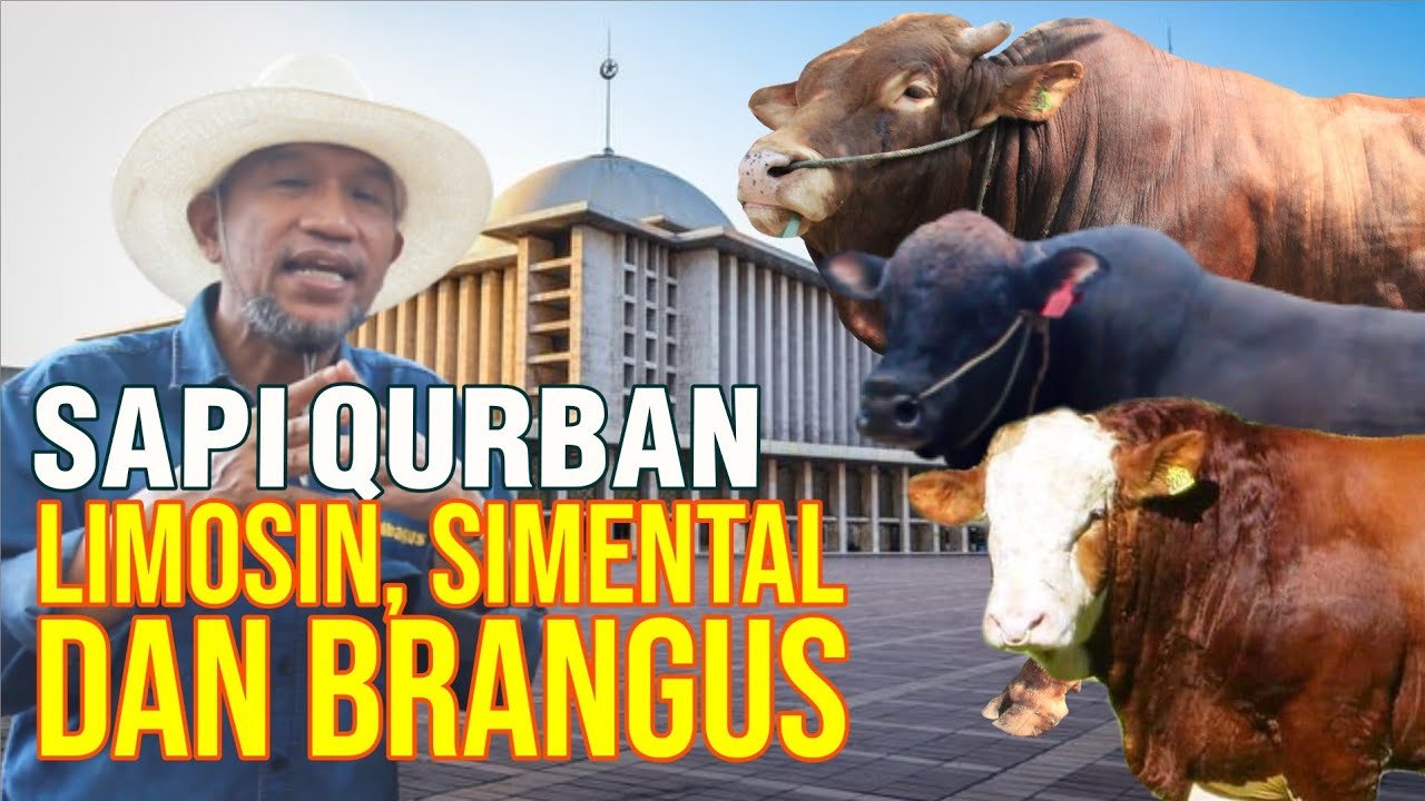 Promo Harga Sapi Kurban Limousin, Simmental Dan Brangus.jpg